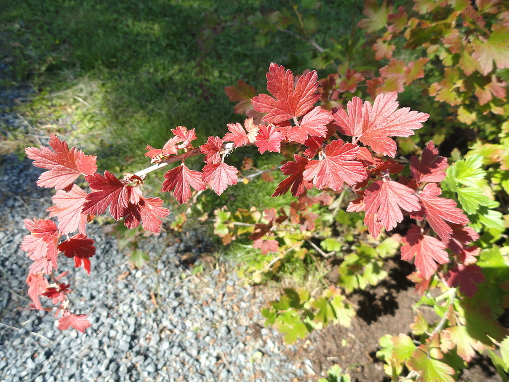 Ribes_hirtellum fall colors